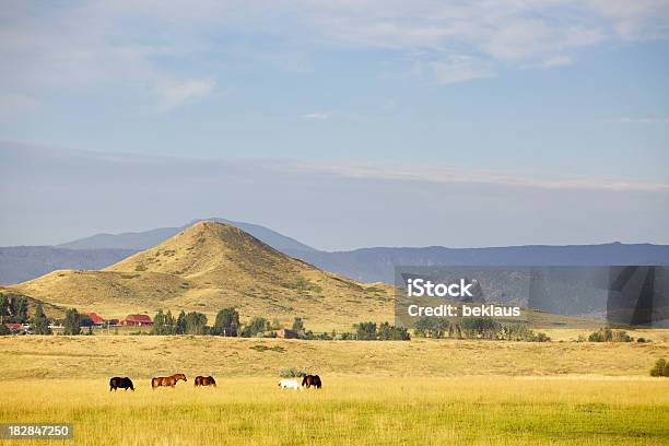 Cavalo Pastagens Em Rancho - Fotografias de stock e mais imagens de Agricultura - Agricultura, Animal, Animal Doméstico