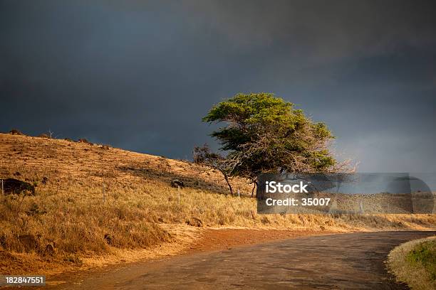 Di Sera Storm - Fotografie stock e altre immagini di Albero - Albero, Colore brillante, Composizione orizzontale