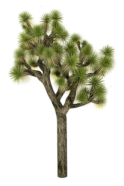 Cactus Tree Render Isolated on Pure White Background (XXXL) stock photo