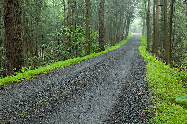 istock Forest Lane Through Remote Forest with Rhododendrons and Lush Groundcover 182847751