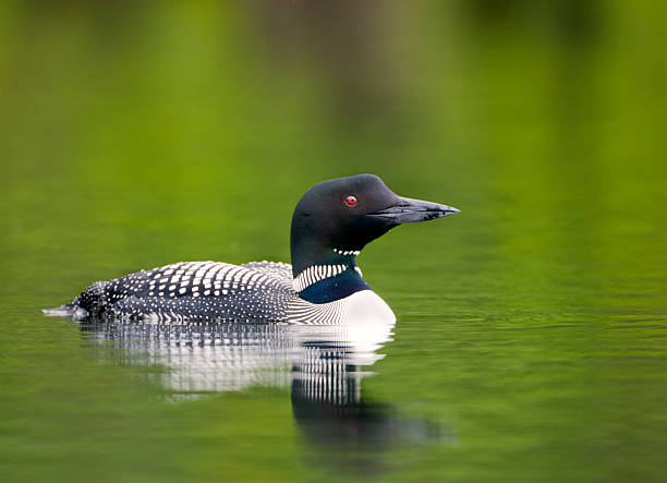 Common Loon "Common Loon ( Gravia immer ) bird swimming  Lake Winnipesaukee, New Hampshire, USA   MORE LOONS" common loon photos stock pictures, royalty-free photos & images