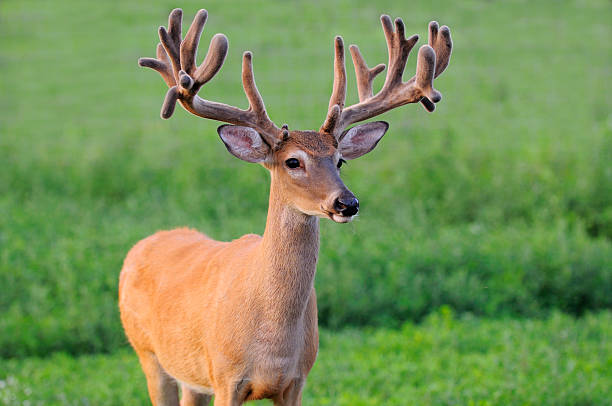 Large brûlants de Whitetail - Photo