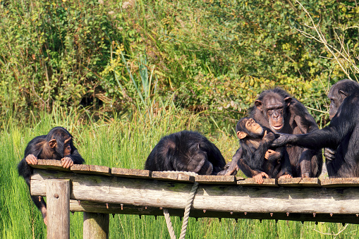 Spacious safari park Beеkse Bergen. Netherlands. Chimpanzees pay attention to the baby.
