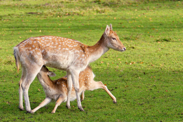 istock In a wide clearing, a roe deer feeds its baby. 1828480203