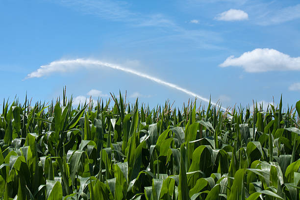 corn field riego - cañón de agua fotografías e imágenes de stock