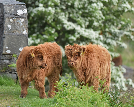 Highland cows are known for being fantastic mothers that could be defensive and protective over their young. They calve alone with no help what so ever, generally giving birth to small calves, averaging 50-75 pounds, but they do grow very quickly once born.