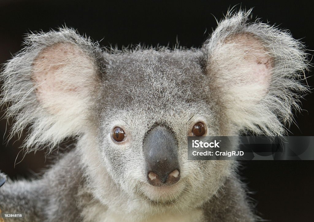 Koala - Foto de stock de Aire libre libre de derechos