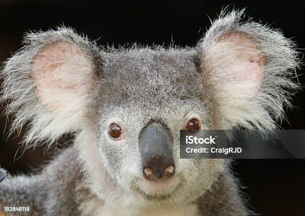 Photo libre de droit de Koala banque d'images et plus d'images libres de droit de Animaux à l'état sauvage - Animaux à l'état sauvage, Australie, Faune