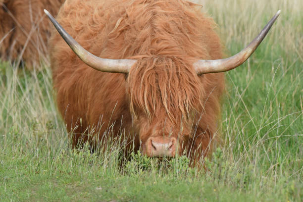 istock Frontal view of Highland cow 1828481274