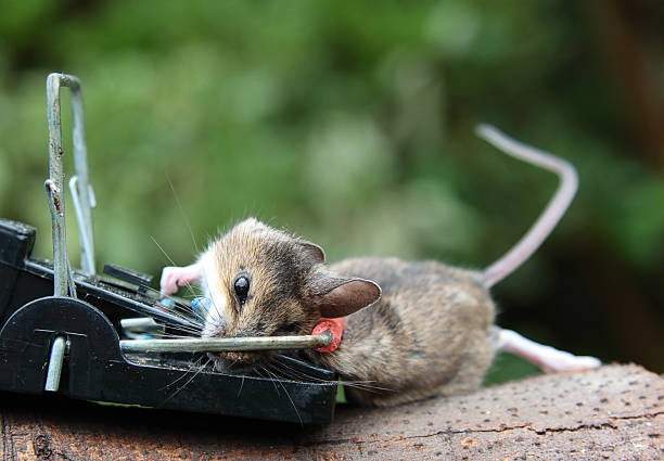 istock Bitter Harvest.  Mouse Caught in a Trap 182848170