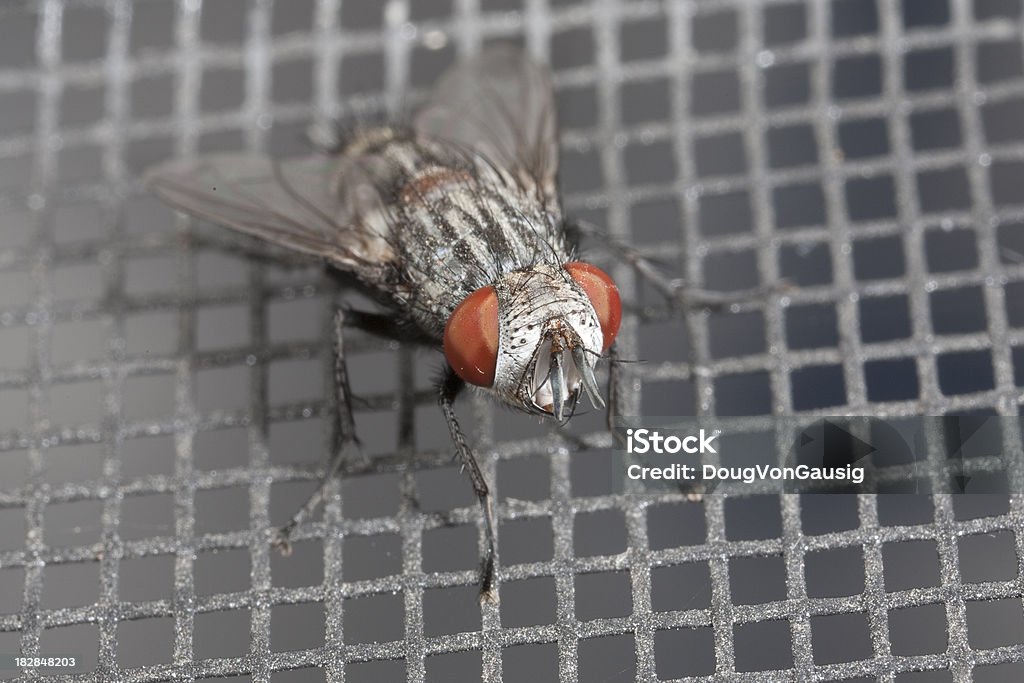 Mosca doméstica no ecrã window (Janela - Royalty-free Inseto Foto de stock