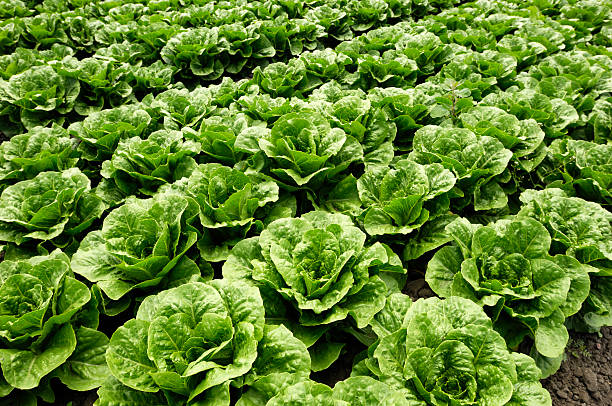 Close-up of Romaine Lettuce "Close-up of romaine lettuce growing on a farm.Taken in Watsonville, California, USA.Please view related images below or click on the banner lightbox links to view additional images, from related categories." Romaine stock pictures, royalty-free photos & images