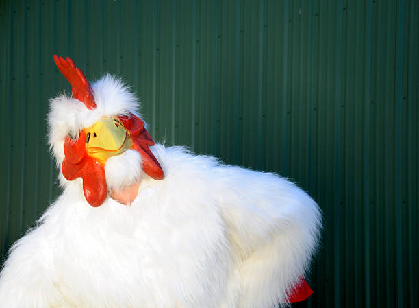 chicken suit - tavuk kostümü stok fotoğraflar ve resimler