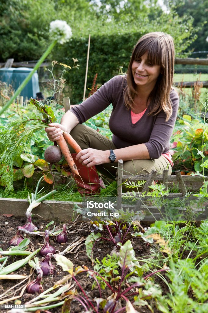 Feliz paisajista de recolección de zanahorias y la remolacha - Foto de stock de Adulto libre de derechos
