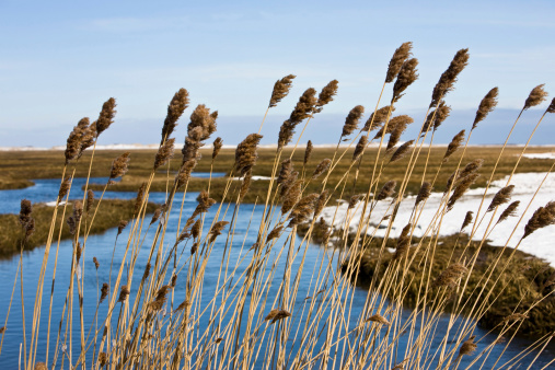 Marsh reeds blow in the cold winter wind on Cape Cod