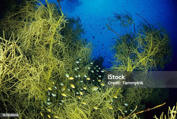 Deep Water Sea Fan That Resembles Black Coral Stock Photo - Download Image Now - Animal, Animal Family, Animal Themes