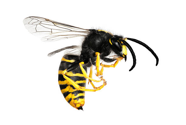 A large yellow and black wasp isolated on white