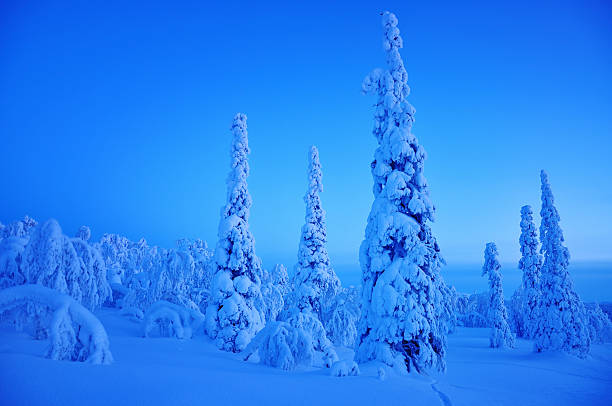 Midwinter in Lapland. Thick snow covers the whole landskape. Sun is setting spreading out the last beams of light. Outside temp is -24 degrees Celsius / -11 degrees F.