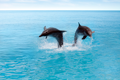Two captive bottlenose dolphins or Tursiops truncatus making a show for tourists by jumping into an aquarium pool.