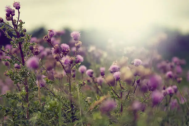 "Milk thistle with a shallow depth of field, cross processed"