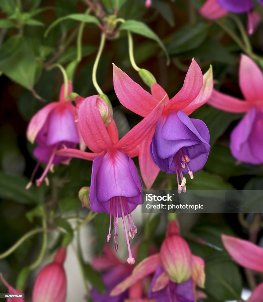 Fuchsia flores - Foto de stock de Angiosperma libre de derechos