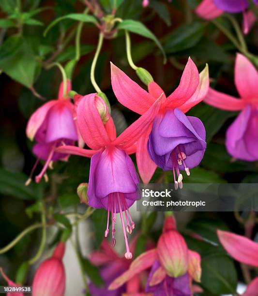 Foto de Fúchsia Flores e mais fotos de stock de Angiospermae - Angiospermae, Beleza natural - Natureza, Brinco-de-princesa