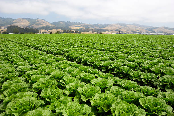 istock Field of Romaine Lettuce 182849544