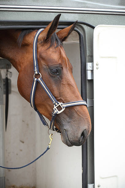 istock Horse waiting in a horsebox 182849598