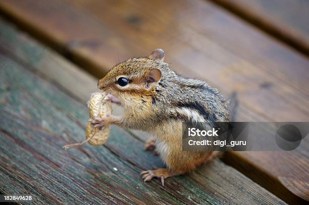 Cottage Besucher Stockfoto und mehr Bilder von Streifenhörnchen - Streifenhörnchen, Aktivitäten und Sport, Erdnuss