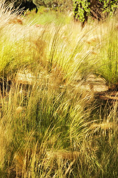 paisaje de campo de césped luz del sol sombras - long grass uncultivated plant stage plant condition fotografías e imágenes de stock
