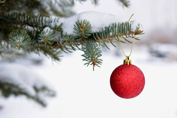 istock blue fir covered with snow with red christmas sphere copy space 1828497322