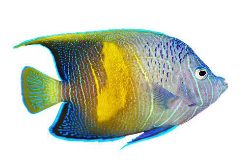 Angelfish. Isolated on white background with clipping path