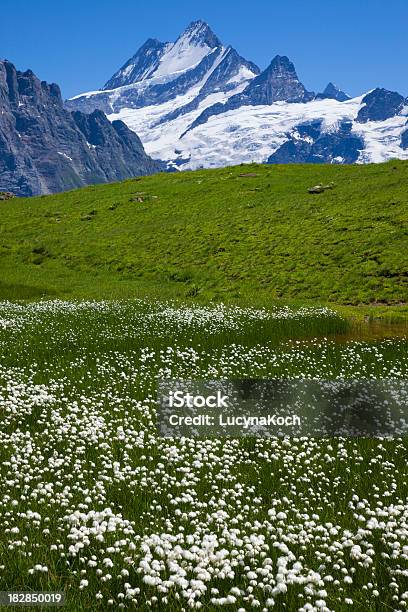 Wollgras Und Sommerweide Foto de stock y más banco de imágenes de Aire libre - Aire libre, Alpes Bernese, Alpes Europeos