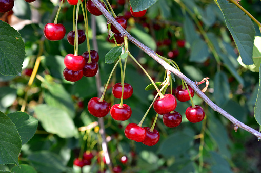 branch of cherry tree with hanging red cherries close up