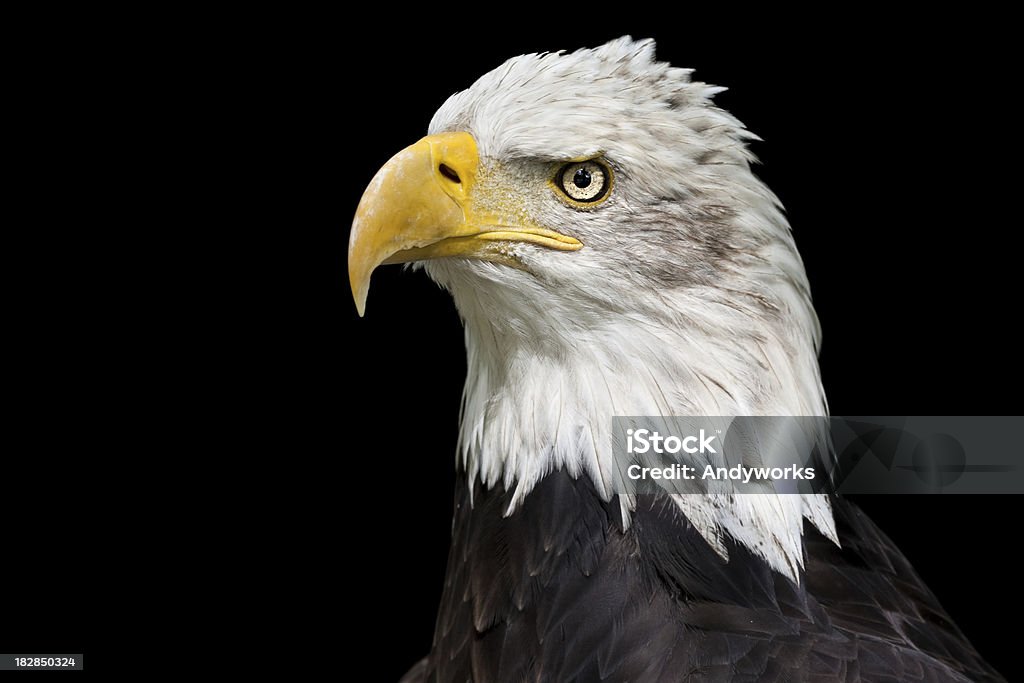 Stolz darauf, Bald Eagle (Haliaeetus leucocephalus - Lizenzfrei Adler Stock-Foto