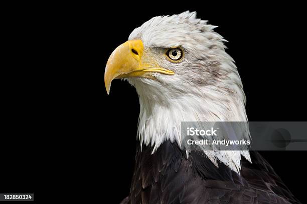 Stolz Darauf Bald Eagle Haliaeetus Leucocephalus Stockfoto und mehr Bilder von Adler - Adler, Einzelnes Tier, Fotografie