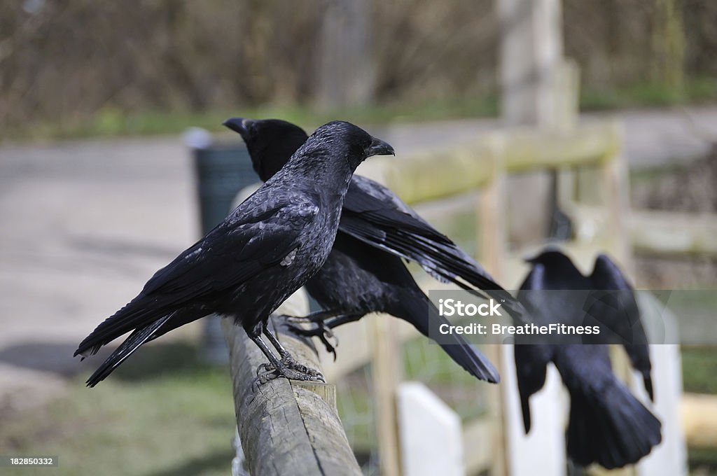 Crows On A Fence Stock Photo - Download Image Now - Animal, Animal Themes,  Animal Wildlife - iStock