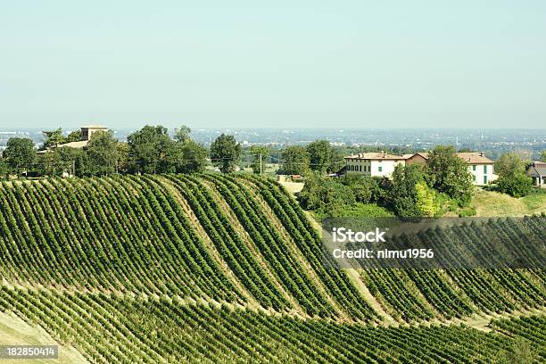 Lambrusco Winnica W Castelvetro Di Modena Włochy - zdjęcia stockowe i więcej obrazów Bez ludzi - Bez ludzi, Castelvetro di Modena, Drzewo