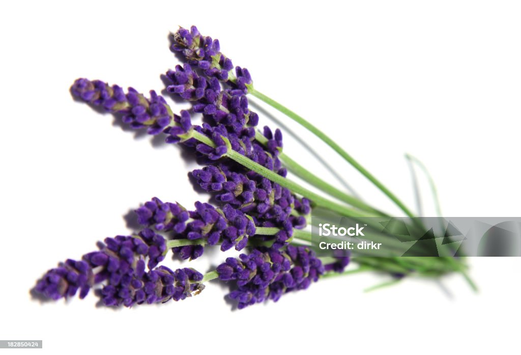 Lavanda em branco - Royalty-free Branco Foto de stock