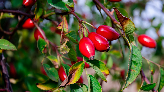 Rosehip fruit is widely used as a biologically active supplement. Bright red bunch of rosehip fruits. A green thorny rosehip bush with red fruits.