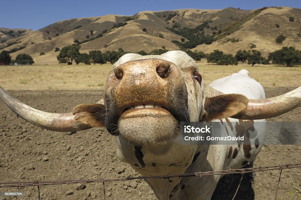 Close-up of Техасский длиннорогий бык - Стоковые фото Без людей роялти-фри