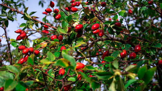 Ripe red rose hips. A green thorny rosehip bush with red fruits. Medicinal plant.