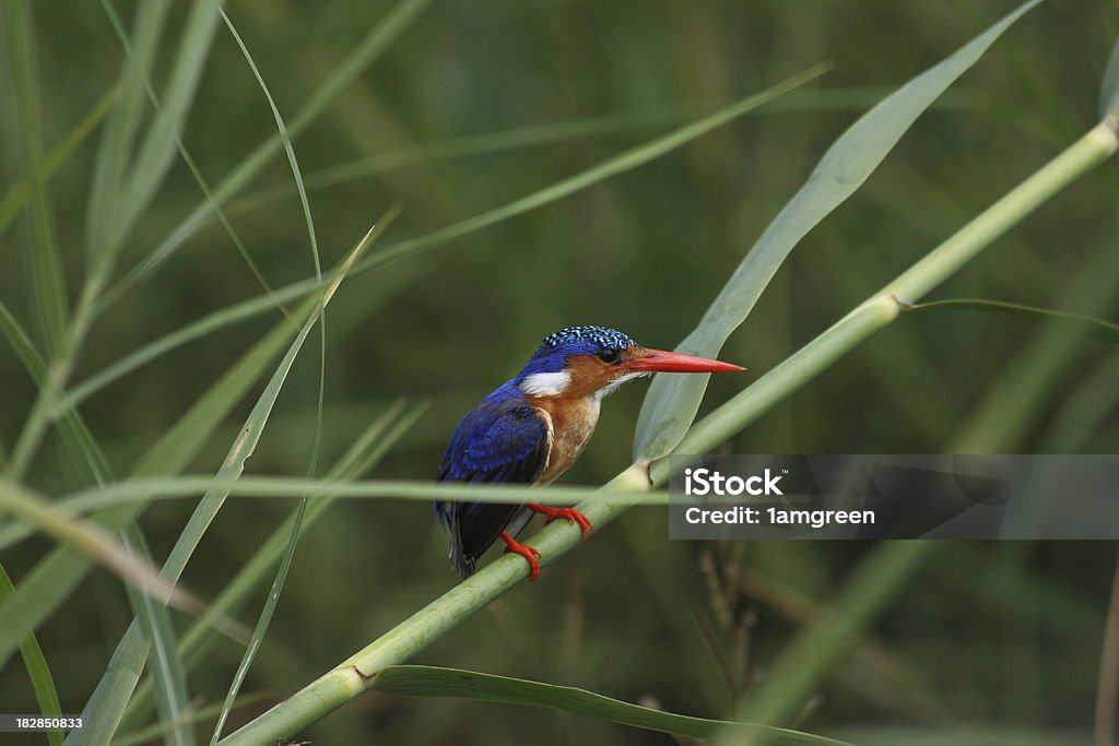 Kingfisher - Lizenzfrei Afrika Stock-Foto