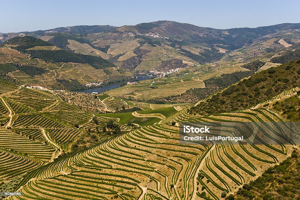 Vale do Douro - Foto de stock de Agricultura royalty-free