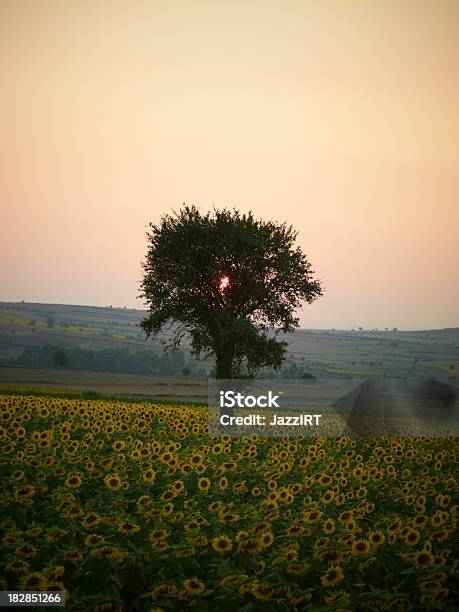 Foto de Girassol Pôrdosol e mais fotos de stock de Agricultura - Agricultura, Amarelo, Beleza natural - Natureza