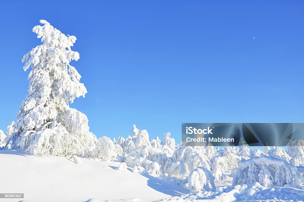 Hiver arbres couverts de neige et paysage - Photo de Arbre libre de droits