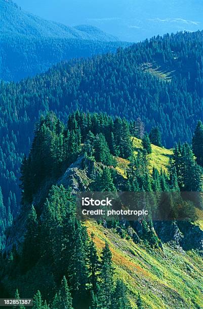 Monte Sauk - Fotografie stock e altre immagini di Abete - Abete, Affioramento, Albero