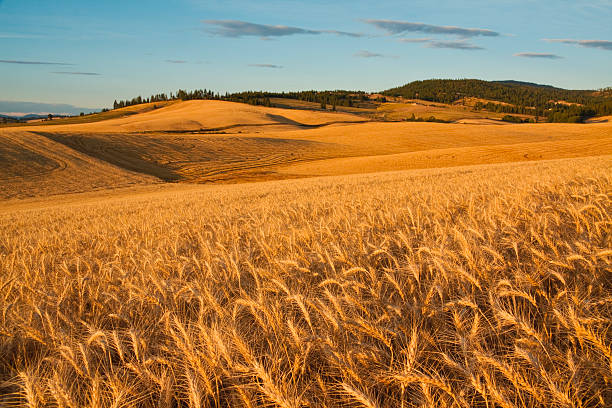 campo de trigo maduro listo para harvest - spokane fotografías e imágenes de stock