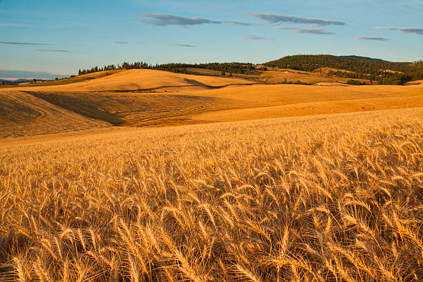 champ de blé mûr prêt pour la récolte - washington state spokane farm crop photos et images de collection