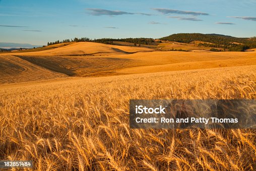 istock Ripe Wheat Field Ready For Harvest 182851484